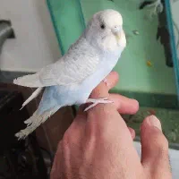 مرغ عشق اسپانگل مولد به شرط|پرنده|سقز, |دیوار