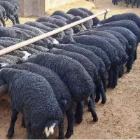 بره قره قزل  ۷۰کیلو