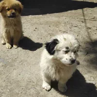 سگ شیتزوپامر