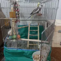 عروس هلندی|پرنده|اهرم, |دیوار