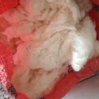 فروش پنبه