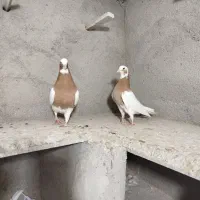 کبوتر طوقی و هفت رنگ