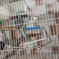 مرغ عشق،عروس هلندی ،قناری