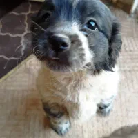 3عدد سگ پاکوتاه شیتزو|سگ|سمنان, |دیوار