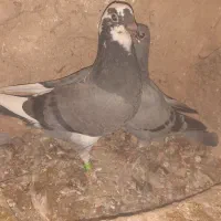 پلاکی اصیل|پرنده|دوتپه, |دیوار