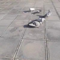 6عدد کبوتر پرشی|پرنده|ری, علایین|دیوار