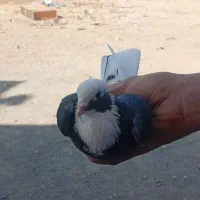 کبوتر