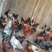 خروس محلی سیاه گلین و نیمچه گلین