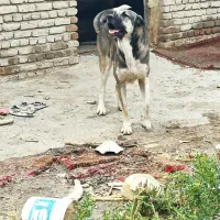 واگذاری سگ عراقی