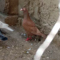 کبوتر سرخ و تکپر