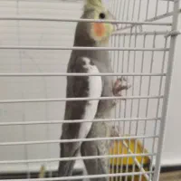 عروس هلندی بالغ|پرنده|صدرا-فارس, فاز ۱|دیوار