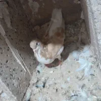کبوتر|پرنده|میان جلگه, |دیوار