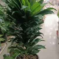 گل کامپکت آناناسی / هدیه ماندگار و خوش قیمت|گل و گیاه طبیعی|اصفهان, درب سیبه علیا|دیوار