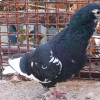 چپ سیاه ذات قدیم