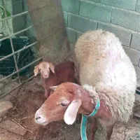 گوسفند وره مار