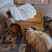 همستر خوکچه هندی|موش و خرگوش|مشهد, بهمن|دیوار