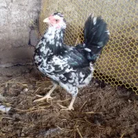 جوجه نژاد گلین|حیوانات مزرعه|نکا, |دیوار