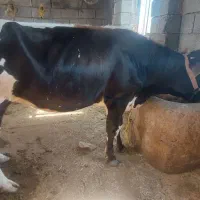 گوساله گوشتی