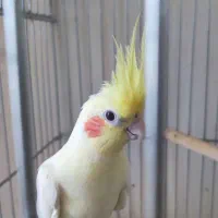 فروش عروس هلندی مولد