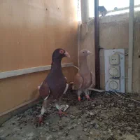 نروماده|پرنده|مشهد, ایثار|دیوار