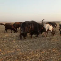 نر بز دوبور جلورو تخم دار|حیوانات مزرعه|فامنین, |دیوار