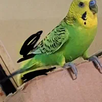 مرغ عشق نر|پرنده|اهواز, سلطانمنش|دیوار