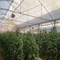 گلخانه صیفی ویلا