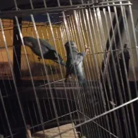 پرنده|پرنده|کرمان, |دیوار