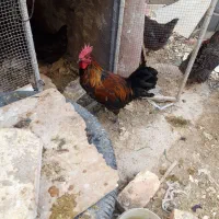 ۲ عدد خروس جوان