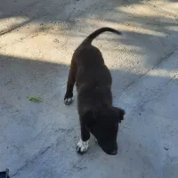 توله سگ نگهبان|سگ|محلات, |دیوار