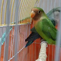 جفت جوجه طوطی برزیلی|پرنده|اردبیل, |دیوار