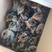 جوجه بوغلمون برنز سینه پهن