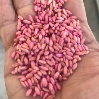 توزیع بذر گندم اصلاح شده