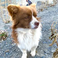 گمشده|حیوانات|گلپایگان, |دیوار