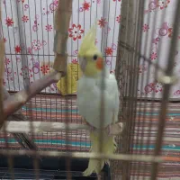 یک جفت عروس هلندی
