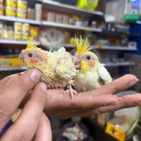 طوطی عروس هلندی های سرلاکی انواع رنگ سینه پر ودرشت|پرنده|قائمشهر, |دیوار