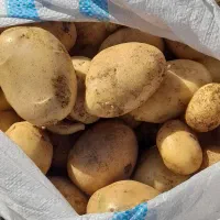 سیب زمینی بدون کود  منطقه سارال