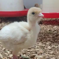 جوجه بوقلمون بیوتی ۶ زرین