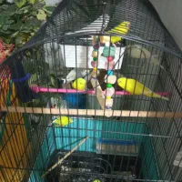 مرغ عشق|پرنده|ازنا, |دیوار