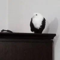 عکس‌ نمایشی هست