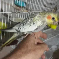 عروس هلندی مرغ عشق