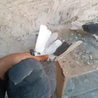 کبوتر نوک قنار|پرنده|وحیدیه, |دیوار