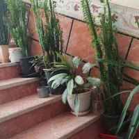 سلام گلها بعلت کمبود جا زیر قیمت بفروش میرسد|گل و گیاه طبیعی|یاسوج, |دیوار