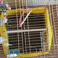 قفسپرندهمخصوصقناری.عروسهلندی.قفسنومیباشد|لوازم جانبی حیوانات|بروجن, |دیوار