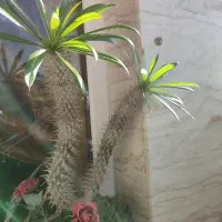 گلوگیاه