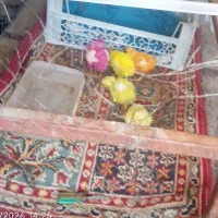 جوجه یک ماهه