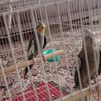 جفت عروس هلندی مولد دستی|پرنده|خواف, |دیوار