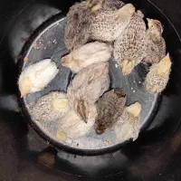 بلدرچین معمولی و مینیاتوری سه عدد کالفرنیا موجود|پرنده|رشت, علی آباد|دیوار