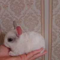 خرگوش|موش و خرگوش|خورموج, |دیوار