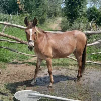 فروش یک راس قاطر جوان